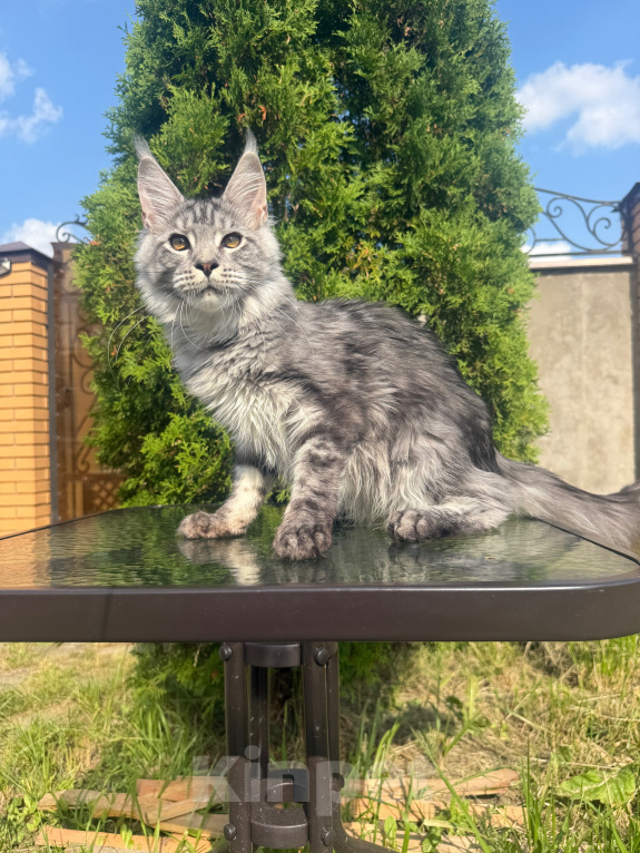 Кошки в Чехове: Мейн-кун котенок Мальчик, 50 000 руб. - фото 3