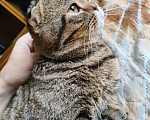 Кошки в Омске: Кот в добрые руки  Мальчик, 1 руб. - фото 6