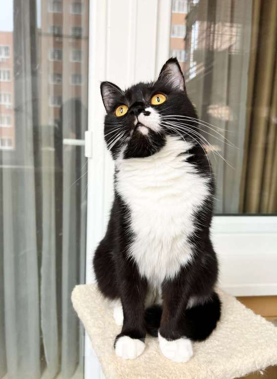Кошки в Москве: В дар кошечка Манроша - нежность и ласка. Девочка, Бесплатно - фото 5