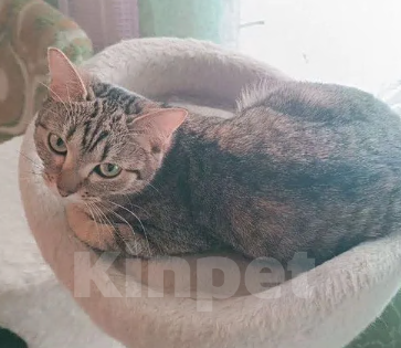 Кошки в Новосибирске: Отдам кошечку в добрые руки Девочка, Бесплатно - фото 8