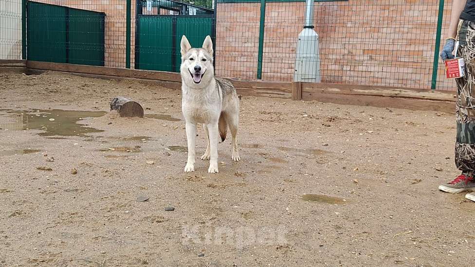 Собаки в Москве: Метис хаски Девочка, Бесплатно - фото 2