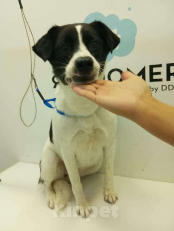 Собаки в Санкт-Петербурге: Отдам собаку бесплатно Девочка, Бесплатно - фото 6