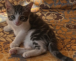 Кошки в Ростове-на-Дону: Котенок в добрые руки Мальчик, Бесплатно - фото 4