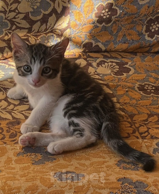 Кошки в Ростове-на-Дону: Котенок в добрые руки Мальчик, Бесплатно - фото 4