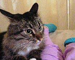 Кошки в Домодедово: Котик в добрые руки Мальчик, Бесплатно - фото 1