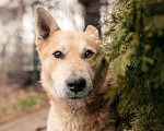 Собаки в Москве: Чудесный парень Арни ищет семью. Мальчик, 10 руб. - фото 5