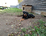 Собаки в Ореховом-Зуево: Щенки ротвейлера, 30 000 руб. - фото 4