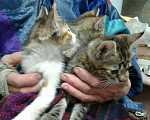 Кошки в Воронеже: Котята, Бесплатно - фото 8