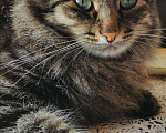 Кошки в Кувшиново: Кот Барсик ищет добрых хозяев, Бесплатно - фото 6