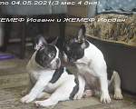 Собаки в Москве: Французские бульдоги. Кобели пятнистого окраса Мальчик, 80 000 руб. - фото 1