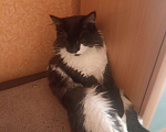 Кошки в Усолье-Сибирском: Пропал кот в ройоне первого участка Мальчик, 500 руб. - фото 1