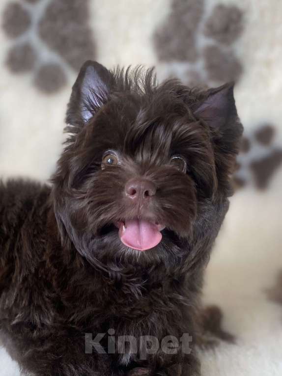 Собаки в Москве: Шоколадный цветной йорк щенки Мальчик, 55 000 руб. - фото 1