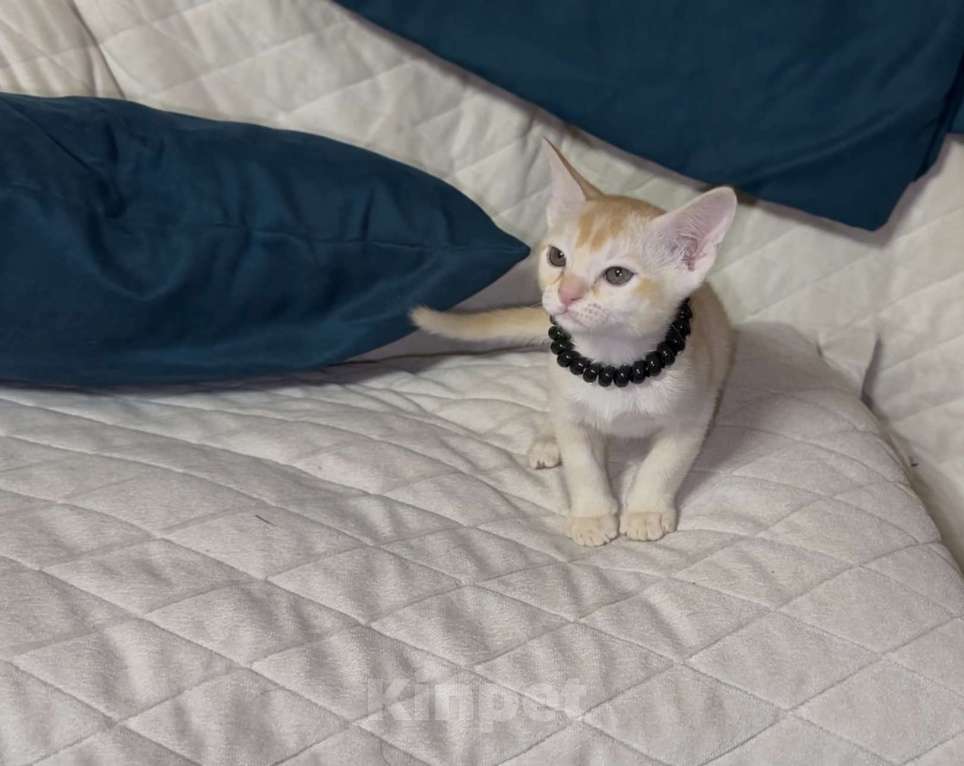 Кошки в Москве: Буми Мальчик, 35 000 руб. - фото 1