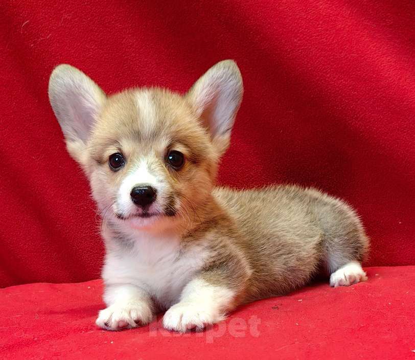 Собаки в Москве: Рыжики Мальчик, 50 000 руб. - фото 6