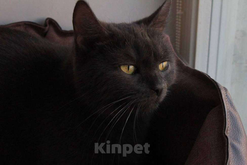 Кошки в Москве: МАЛЬВИНА — дымчатая кошечка с любящим сердцем 💙 Девочка, Бесплатно - фото 2