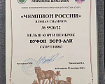 Собаки в Москве: Вельш-корги пемброк вязка Мальчик, 100 руб. - фото 7