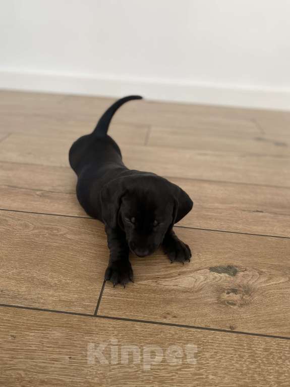 Собаки в других городах Московской области: Щенок таксы мальчик чёрный с белым галстуком Мальчик, 20 000 руб. - фото 3