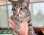 Кошки в Кемерово: Отдам котенка, очень ласкового, серого полосатого Мальчик, Бесплатно - фото 5