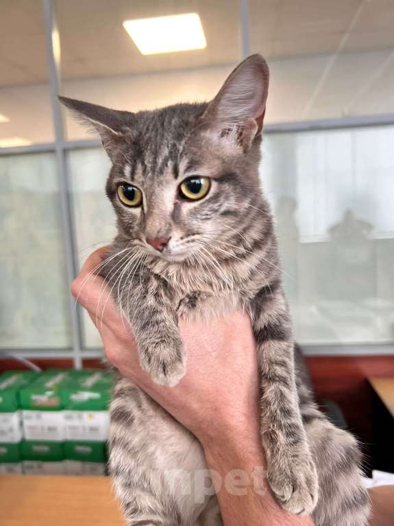 Кошки в Кемерово: Отдам котенка, очень ласкового, серого полосатого Мальчик, Бесплатно - фото 5