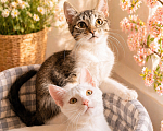 Кошки в Санкт-Петербурге: Котенок в добрые руки Девочка, Бесплатно - фото 4