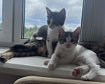 Кошки в Химках: Отдам котенка Мальчик, Бесплатно - фото 2