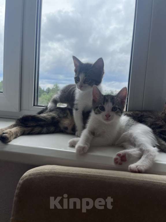 Кошки в Химках: Отдам котенка Мальчик, Бесплатно - фото 2