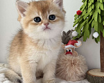 Кошки в Ковровом: Продаются котята Британской золотой шиншиллы с документами  Девочка, 50 000 руб. - фото 2
