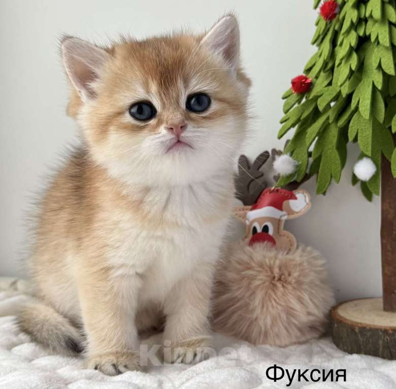 Кошки в Ковровом: Продаются котята Британской золотой шиншиллы с документами  Девочка, 50 000 руб. - фото 2