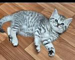 Кошки в Ижевске: Котята Разнополые, Бесплатно - фото 7