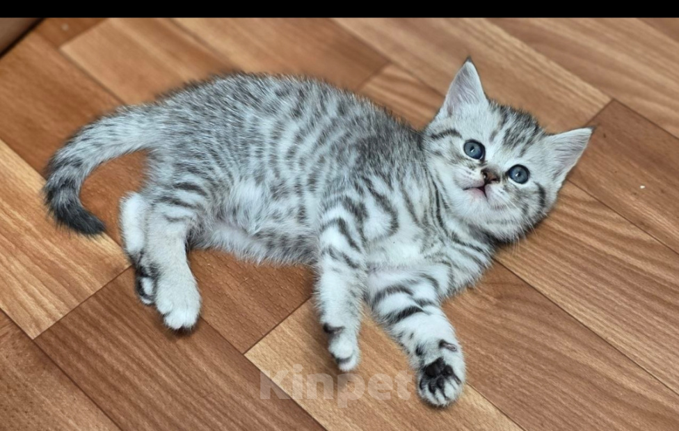 Кошки в Ижевске: Котята Разнополые, Бесплатно - фото 7