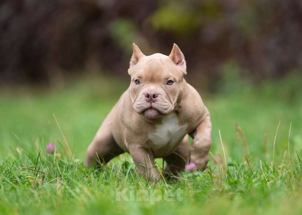 Собаки в Санкт-Петербурге: Предлагаются к продаже щенки американского булли  Девочка, 80 000 руб. - фото 3