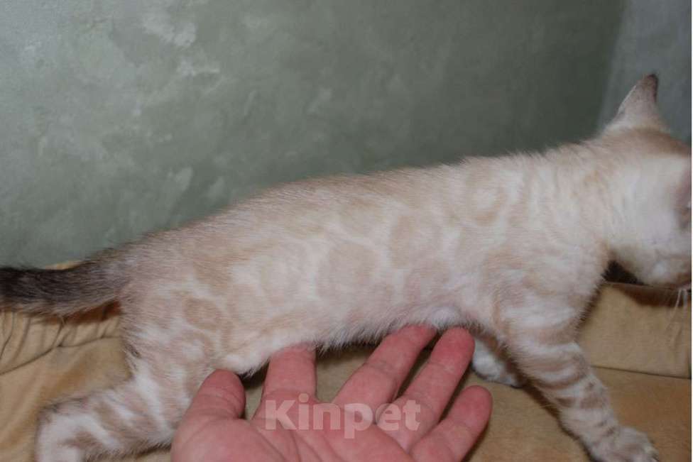 Кошки в Москве: Бенгальские котята снежного окраса Мальчик, 50 000 руб. - фото 4