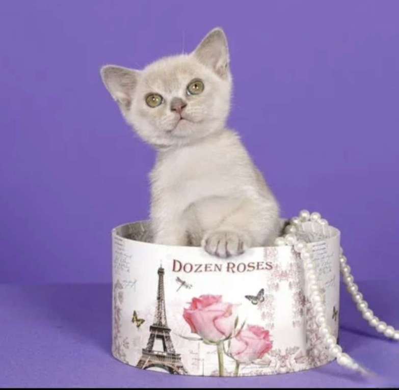 Кошки в Барнауле: Бурманский котенок Мальчик, Бесплатно - фото 2