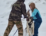 Собаки в Кемерово: Подросток ВЕО с хорошей  родословной Девочка, 60 000 руб. - фото 7