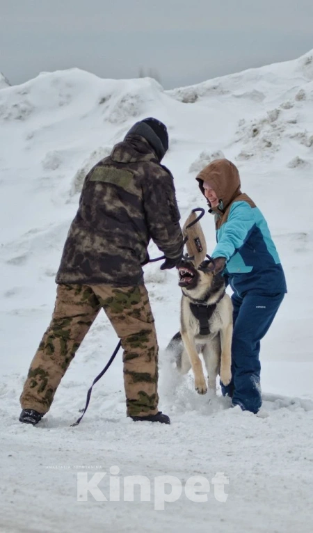 Собаки в Кемерово: Подросток ВЕО с хорошей  родословной Девочка, 60 000 руб. - фото 7