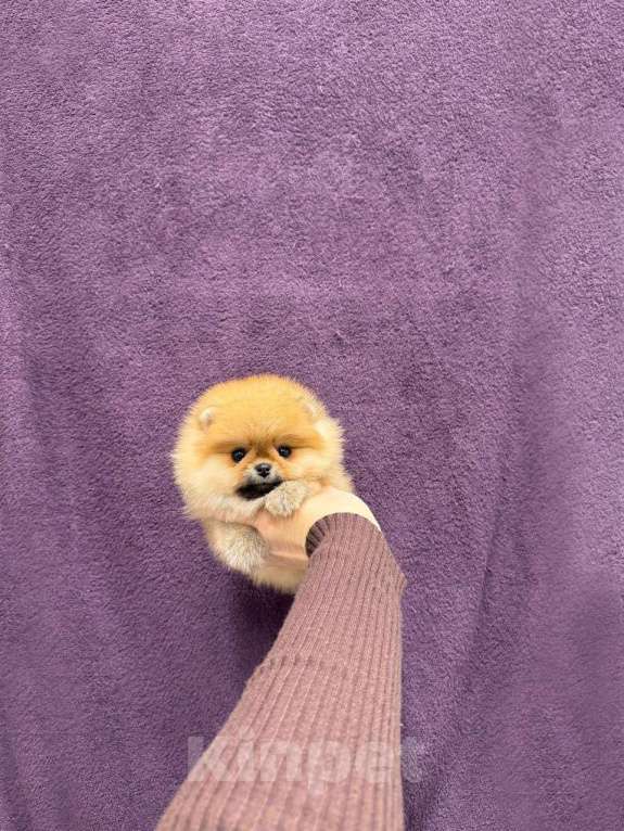 Собаки в Москве: Красивая девочка Девочка, 30 000 руб. - фото 1