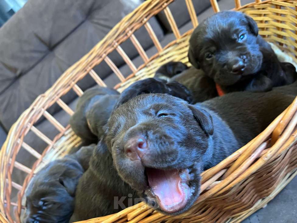 Собаки в Воронеже: Щенки Лабрадора Мальчик, 60 000 руб. - фото 4