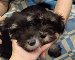 Собаки в Москве: Щенки цвергшнауцера Девочка, 45 000 руб. - фото 1