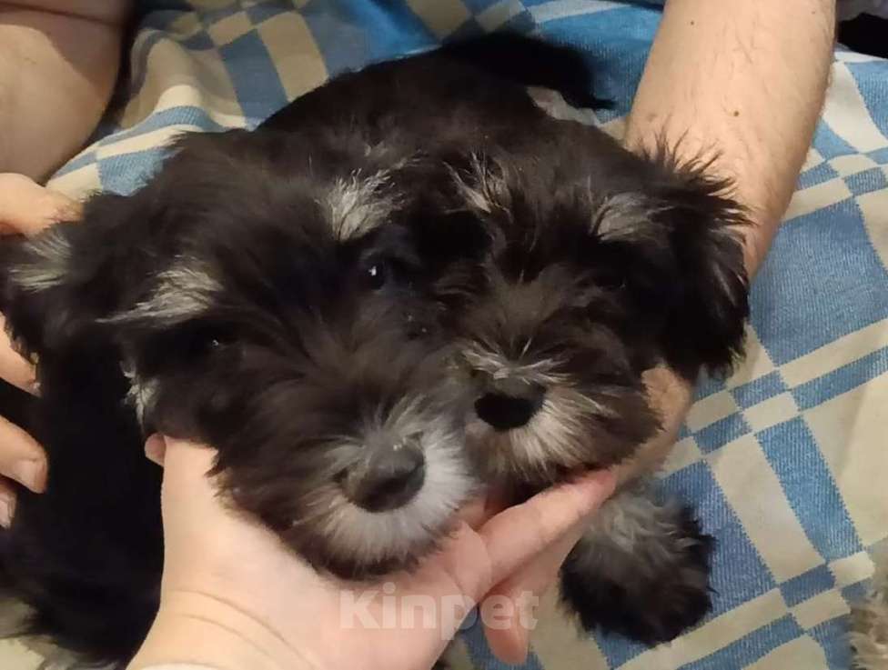 Собаки в Москве: Щенки цвергшнауцера Девочка, 45 000 руб. - фото 1