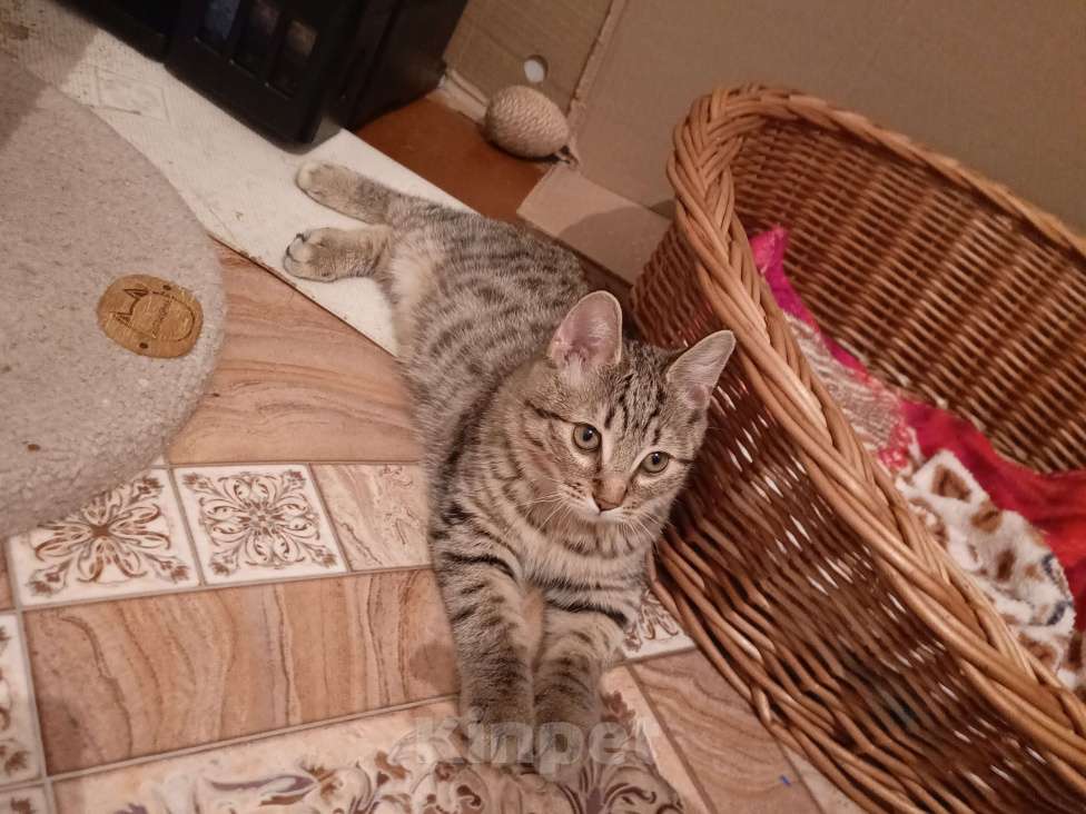 Кошки в Комсомольске-На-Амуре: Курильский бобтейл Мальчик, 50 000 руб. - фото 2