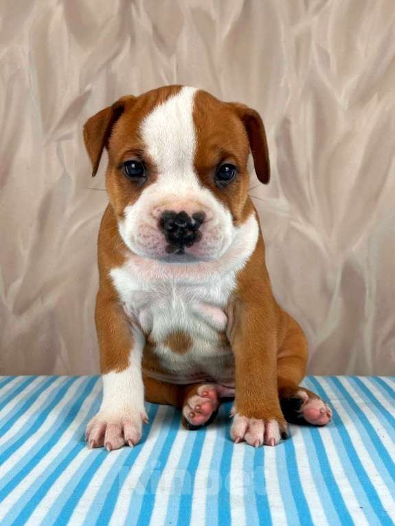 Собаки в Москве: Шикарный мальчик амстаффа  Мальчик, 35 000 руб. - фото 2