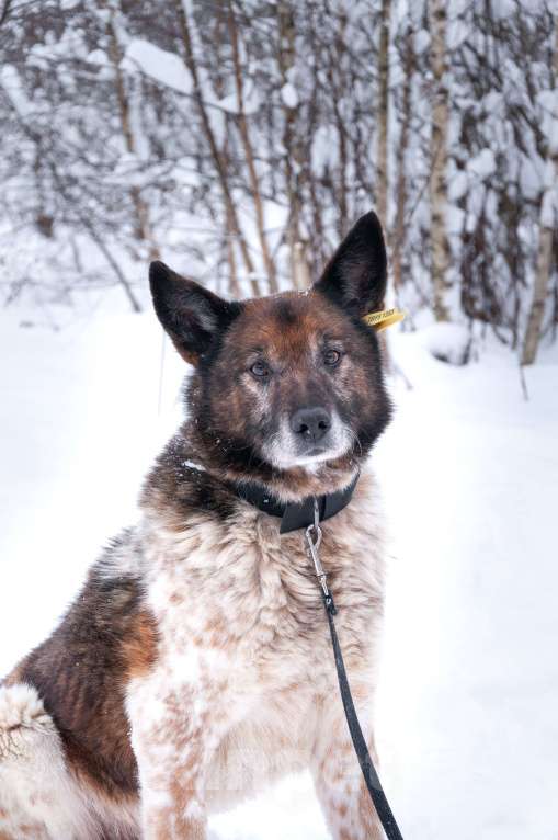 Собаки в Ногинске: Ищет достойное общество: Терентий Петрович. Кавалер, аристократ, идеальный компаньон. Мальчик, Бесплатно - фото 4