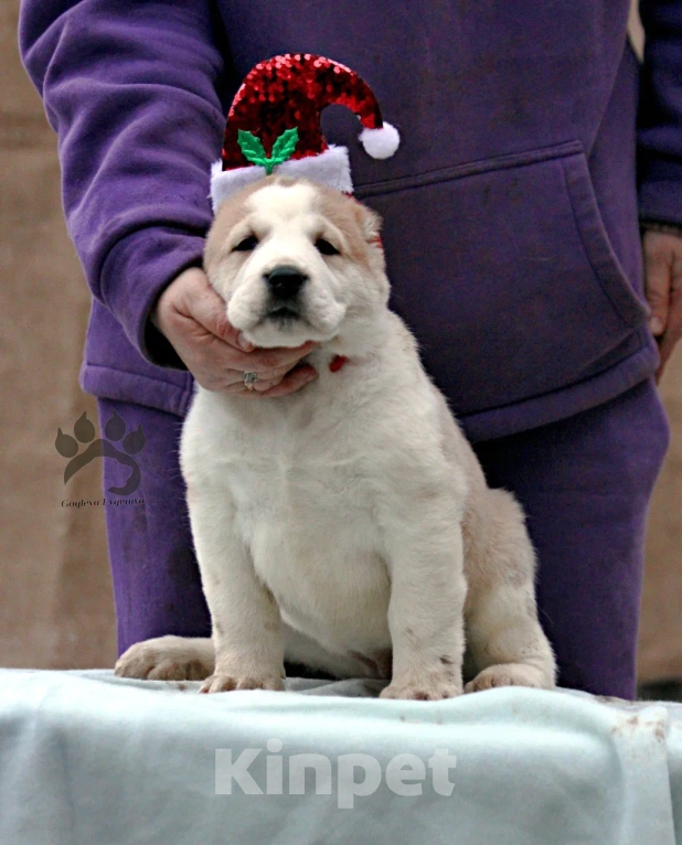 Собаки в других городах Московской области: Алабай - Азиат - САО Мальчик, 40 000 руб. - фото 6