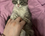 Кошки в Москве: Милый котенок Тим Мальчик, Бесплатно - фото 3