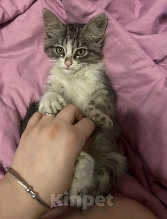 Кошки в Москве: Милый котенок Тим Мальчик, Бесплатно - фото 3