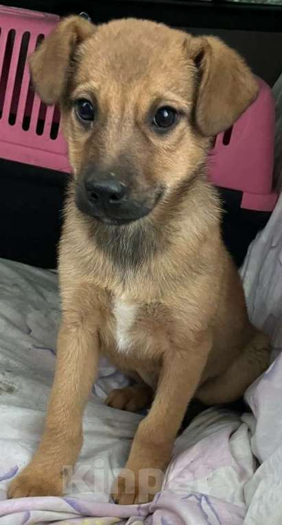 Собаки в Москве: Рыжий щенок Дэйл Мальчик, Бесплатно - фото 3