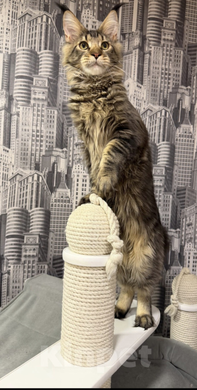 Кошки в Москве: Котенок Мейнкун Мальчик, 65 000 руб. - фото 3