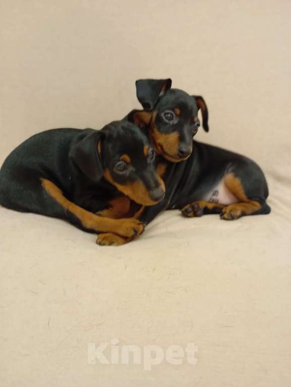 Собаки в других городах Краснодарского края: Крепкий Мальчуган Ной Неман Мальчик, 35 000 руб. - фото 5