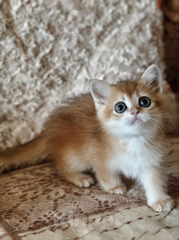 Кошки в Санкт-Петербурге: Шотландский котенок. Мальчик, 55 000 руб. - фото 2
