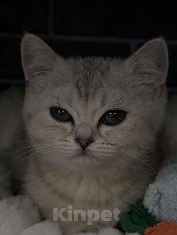 Кошки в Жуковском: Британский короткошёрстный котёнок Мальчик, Бесплатно - фото 1